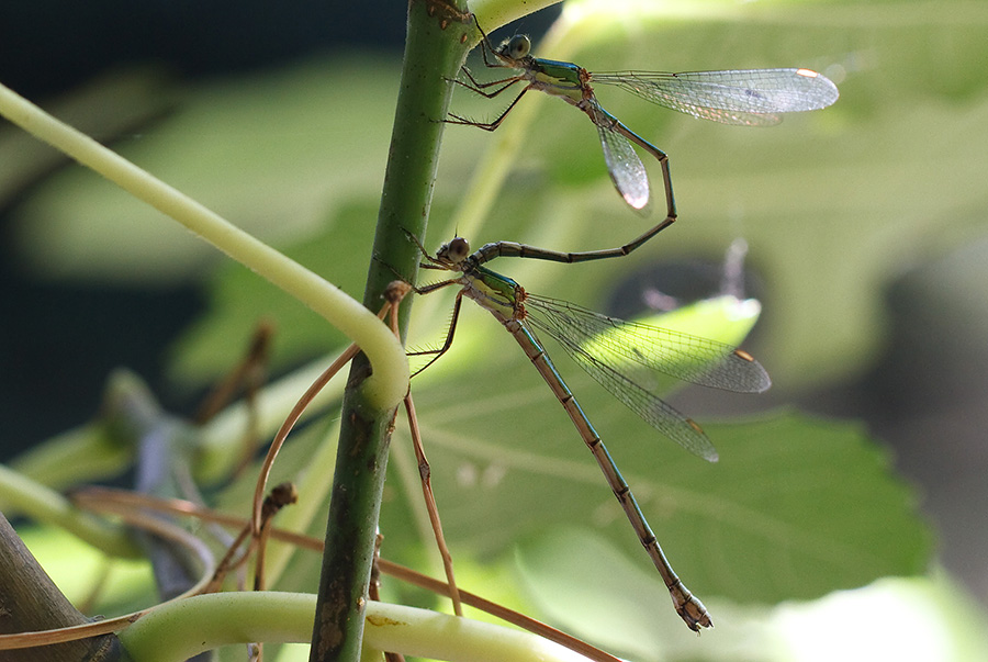 Lestes viridis